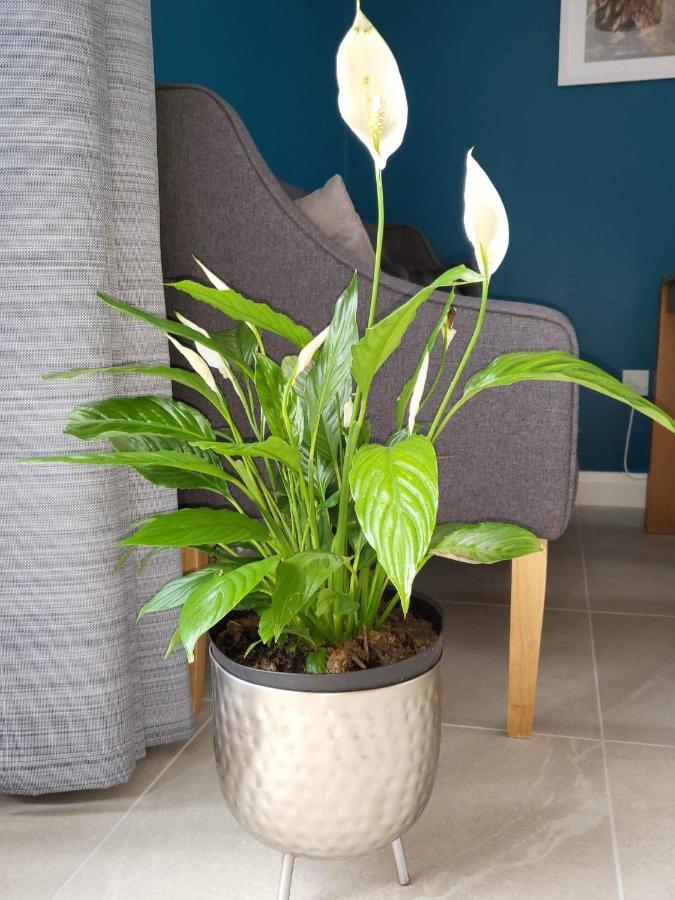 Apartament Ross Mill Belfast Zewnętrze zdjęcie